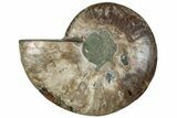 Cut & Polished Ammonite Fossil (Half) - Madagascar #292806-1